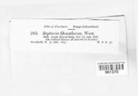 Septoria oenotherae image